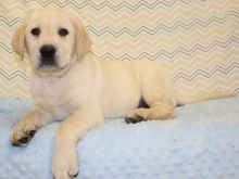 Well trained Labrador Retriever puppies ready for their new homes