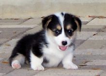 Welsh Corgi puppies for adoption