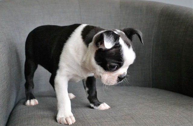 Adorable Boston terrier Puppies Available Image eClassifieds4u