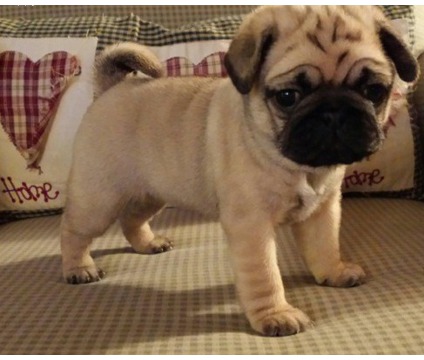 Adorable Pug puppies Image eClassifieds4u