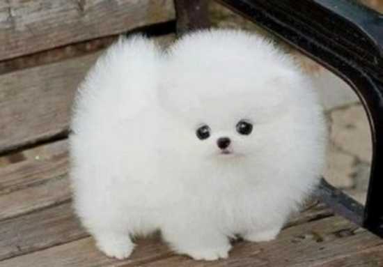 Healthy Home raised Pomeranian pups available Image eClassifieds4u