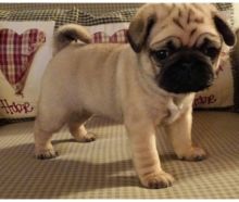 Adorable Pug puppies Image eClassifieds4U