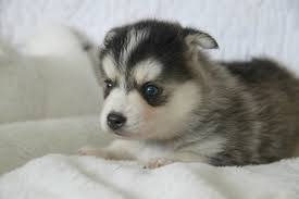 Precious Pomsky puppies available now Image eClassifieds4u