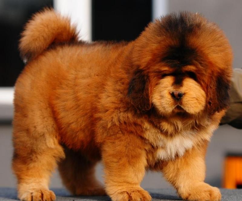 Tibetan Mastiff Pups For Pet Loving Home Image eClassifieds4u