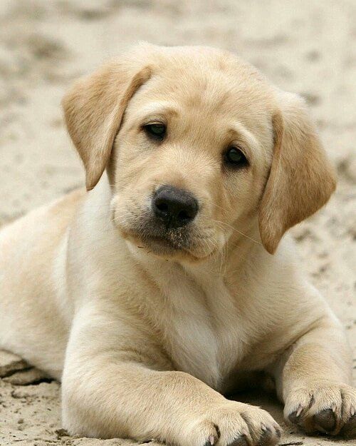 Well trained Labrador Retriever puppies ready for their new homes Image eClassifieds4u