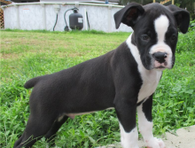 Adorable Boxer Puppies