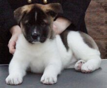 Beautiful Akita Puppies for any pet loving home .