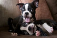 Boston Terrier puppies ready