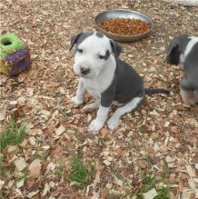 Gorgeous American Staffordshire terrier puppies available