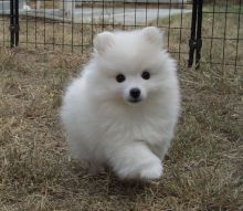 Japanese Spitz puppies for Caring homes