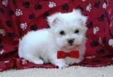 Maltese Puppies Ready For Adoption