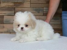Purebred Japanese Chin Puppies Available