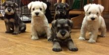 Purebred Miniature Schnauzer puppies ready