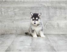 Two adorable Pomsky puppies