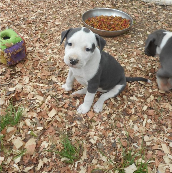 American Staffordshire terrier Puppies available Image eClassifieds4u