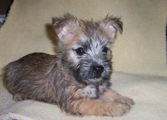 Cairn Terrier puppies -Male & Female Image eClassifieds4u