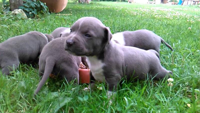 Gorgeous American Staffordshire terrier puppies for Rehoming Image eClassifieds4u