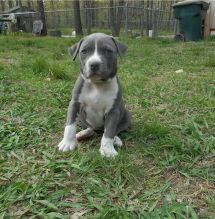 Gorgeous American Staffordshire terrier puppies available Image eClassifieds4u 2