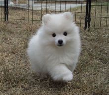 Japanese Spitz puppies for Caring homes Image eClassifieds4U