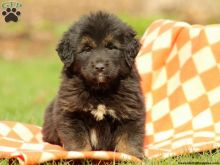Tibetan Mastiff Pups For Pet Loving Home Image eClassifieds4U