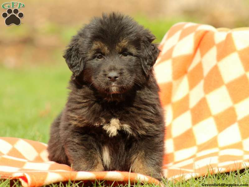 Tibetan Mastiff Pups For Pet Loving Home Image eClassifieds4u