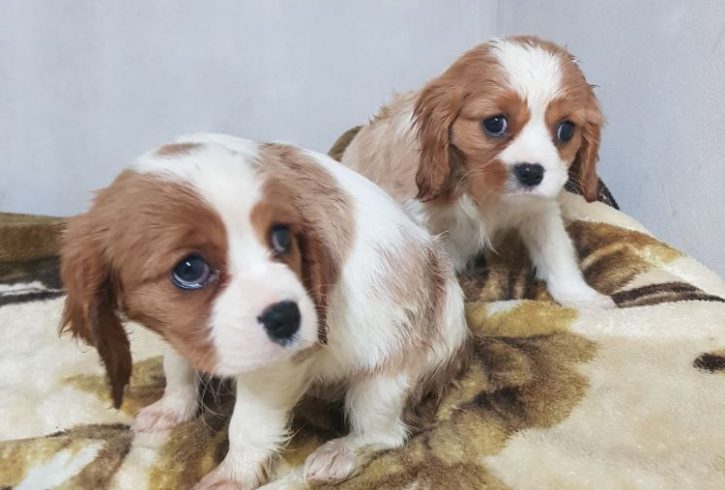 ✔ ✔ Eye-Catching ☮ Cavalier King Charles Spaniel ☮ Puppies ✔ ✔ Image eClassifieds4u