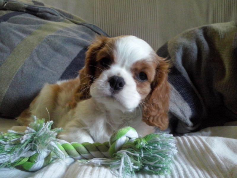 ✔ ✔ Eye-Catching ☮ Cavalier King Charles Spaniel ☮ Puppies ✔ ✔ Image eClassifieds4u