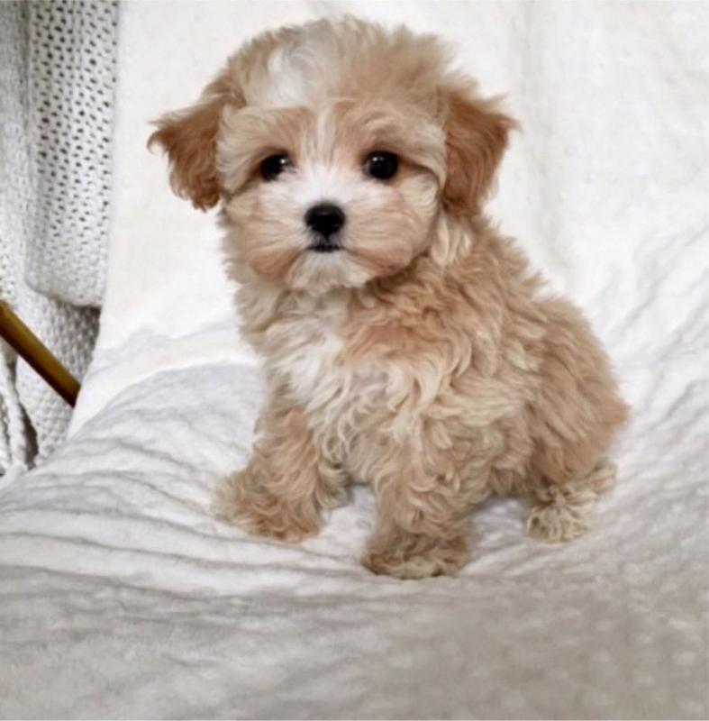 ✔ ✔Stunning Maltipoo Puppies ✔ ✔ Image eClassifieds4u