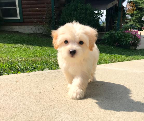 ✔ ✔Stunning Maltipoo Puppies ✔ ✔ Image eClassifieds4u
