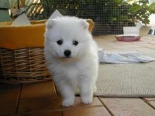 Beautiful Samoyed Puppies For Pet Loving Homes