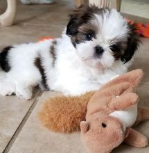 Cute and Adorable Shih Tzu Puppies for Adoption.