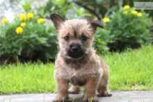 Cute Cairn Terrier puppies Available.