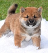 Family raised Shiba Inu puppies for adoption