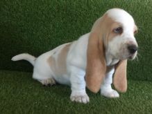 Healthy Basset Hound Pups available