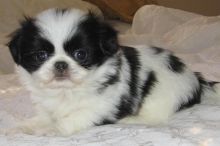 Japanese Chin Puppies