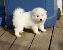 Japanese Spitz puppies for Caring homes