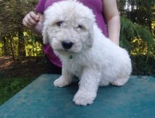 Komondor Puppies for new families