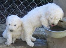 Komondor Puppies for new families