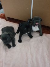 Lovely and Healthy French Bulldog Pups available.Text(612.444.4977)
