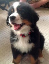 Male and female Bernese Mountain dog puppies