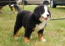 Male and female Bernese Mountain dog puppies