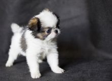 Pedigree Japanese Chin Puppies