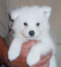 Samoyed Puppies Call or text (716) 402-8078