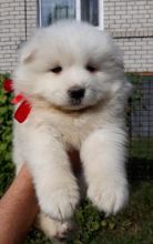 Samoyed Puppies Call or text (716) 402-8078