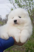 Samoyed Puppies Call or text (716) 402-8078