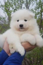 Samoyed Puppies Call or text (716) 402-8078