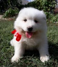 Samoyed Puppies Call or text (716) 402-8078