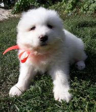 Samoyed Puppies Call or text (716) 402-8078