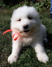 Samoyed Puppies Call or text (716) 402-8078