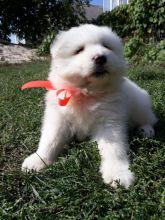 Samoyed Puppies Call or text (716) 402-8078